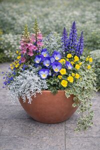 Sat Apr 25 Spring Bowl  3 pm at Altruist Brewing Company  260425151